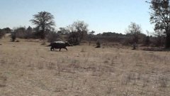 Hippo Headbutts Jeep On Safari