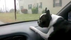 Dog Freaks Out At Moving Windshield Wipers