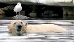 Polar Bear Does Handstand