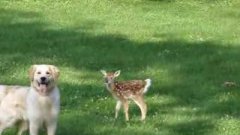 Golden Retriever Plays With New Born Fawn