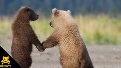 Bear cubs make love train