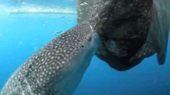 Whale shark sucks fish out of hole in fishing net