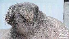 Walrus practices his vocalizations
