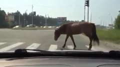 Pedestrian horse
