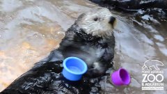 Nellie the sea otter stacks cups