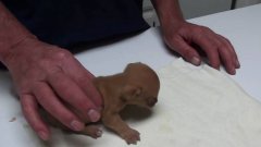 The shaking chihuahua puppy