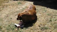 Obie, the obese dachshund