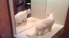 Crazy cat fights with its own mirror reflection