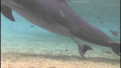Incredible dolphin birth at dolphin quest hawaii