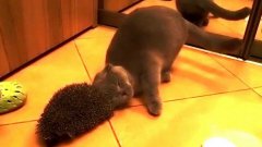 Cat uses hedgehog as brush