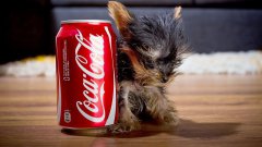 The world's smallest dog: tiny dog terrier