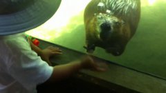 Beaver waves back to friendly boy at zoo