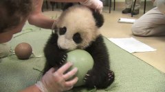 Panda cub has a ball