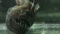 True facts about the angler fish