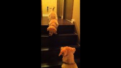 Puppy teaching puppy to go down stairs