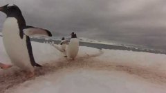 Penguin highway in Antarctica
