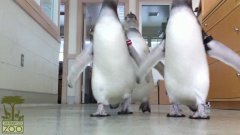 Penguins knock over camera