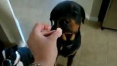Rottweiler says no to offered shrimp