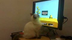 Cat Playing Duck Hunt