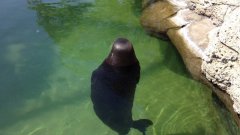 Hawaiian monk seal spinning in place