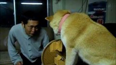 Dog blocks owner from giving a kiss