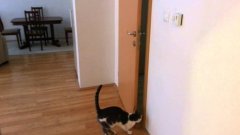 Cat open five doors to go outside