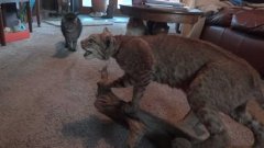 Four cats react to stuffed taxidermy bobcat