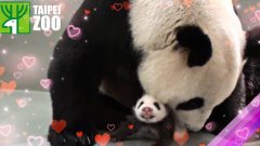 Giant panda snuggles with cub
