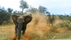Elephant attacks safari jeep