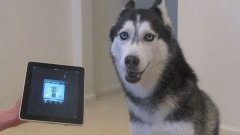 Husky Dog Sings With iPad