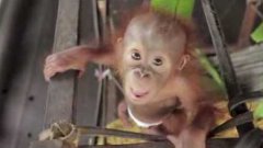 Orangutan baby Rickina!
