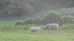 Sheep teaches young bull to head butt