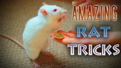 Amazing rat tricks