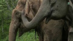 Elephant family reunion