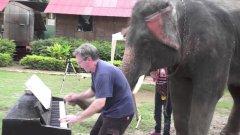 Elephant Plays Duet With Blues Piano Player