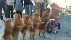Dog Conga Line In China Led By Dog On Bicycle