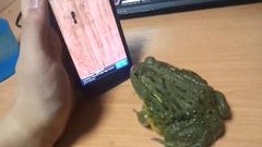 Bullfrog playing Ant Crusher
