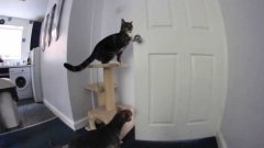 Cat opens door to escape kitchen with dog