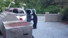 Bear breaking into truck