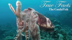 True Facts About The CuttleFish
