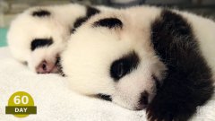 Pandas Cubs First 100 Days