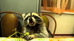 Raccoon Eating Grapes