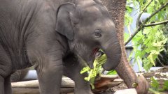 Baby Elephant’s First Year