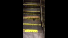 Rat Stuck Going Down The Up Escalator