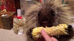 Talking Porcupine Enjoys A Christmas Treat