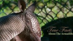 True Facts About The Armadillo