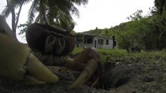 Crab Steals GoPro