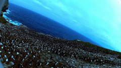 Bird Steals Egg Camera, Films Penguin Colony From The Sky