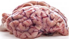 7 Common Myths About The Brain