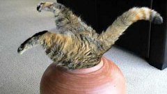 Fat Cat in a pot